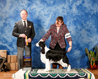 English Springer Spaniel #6 Sun BOB +A1