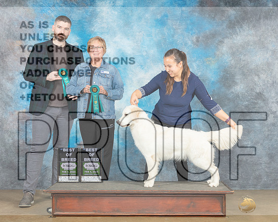 Golden Retriever #379 Sun BOB Judge Teresa Kocher Kevin Carroll-_JP_2677e-UKCFebLngvw2024_HR3