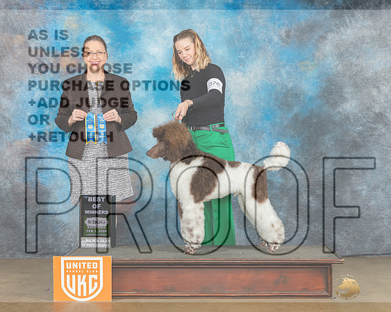 Poodle Std MC #376 Sat BOW Judge Felicity Trammell-_JP_2453e-UKCFebLngvw2024_HR3