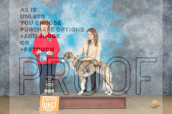 Silken Windhound #232 Sat BOW Judge Dr Kathyrn Baxter-_JP_2506e-UKCFebLngvw2024_HR3