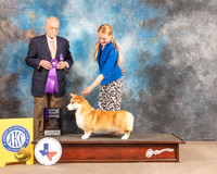 Pembroke Welsh Corgi #11 Fri WD Judge David Guempel