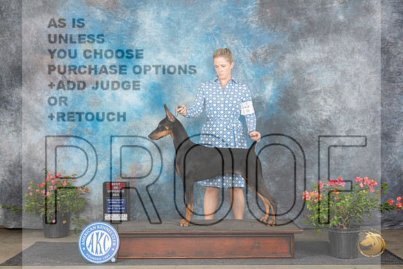 Doberman Pinscher #22 Sun BOS Judge Karen McFarlane__JP_6018_San Antonio_2024_HR3