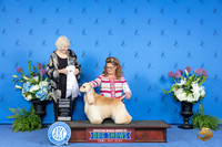 American Cocker Spaniel #17 THUR G4 Judge Nancy Liebes