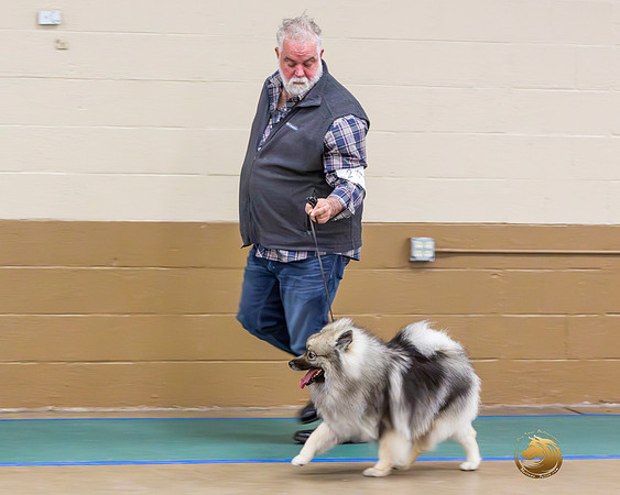 Keeshond Matthew RingJJL_9423-Enhanced-NR_UKCFebLng2024_2024_HR3