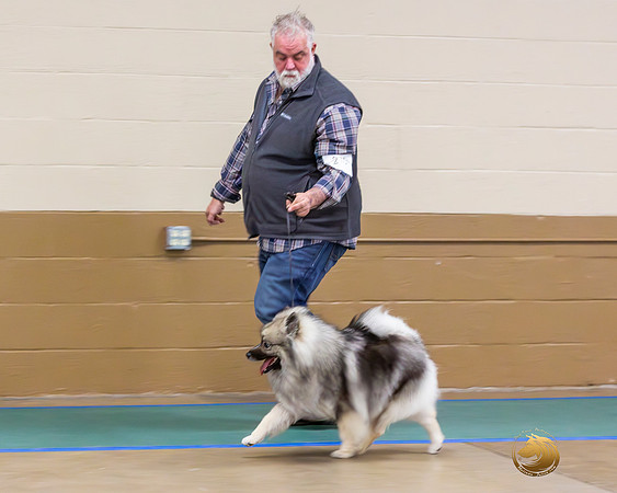 Keeshond Matthew RingJJL_9421-Enhanced-NR_UKCFebLng2024_2024_HR3