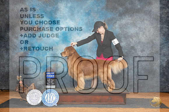 Golden Retriever #19 Fri G1 Judge Suzanne Dillin r__JP_7759_MARSHALL_2024_HR3
