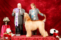 Afghan Hound Sat S2 BIMBS Lynda Hicks Judge Paul Bruneau