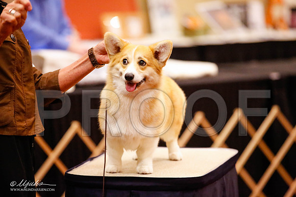 _JJ_8567-HstnCorgiFeb2015-HR3