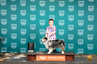 Miniature American Shepherd #801 Fri Jr 2nd Judge Malinda Julien
