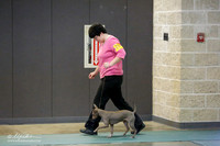 Rat Terrier Sat S2