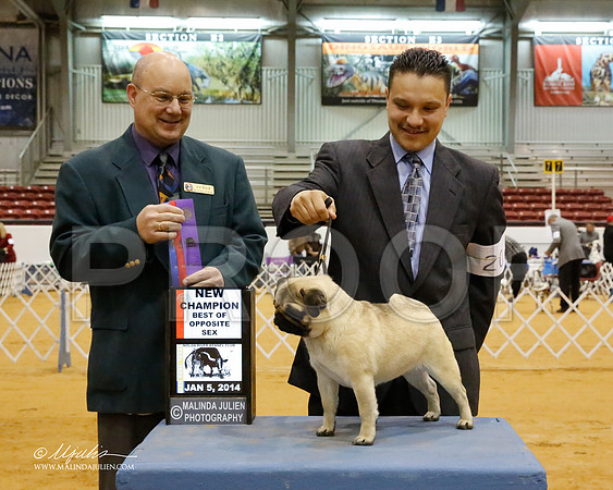 Pug-6929-GRJan14-HR