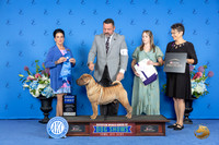 Chinese Shar Pei #5 SAT G1 Judge Douglas Freeman