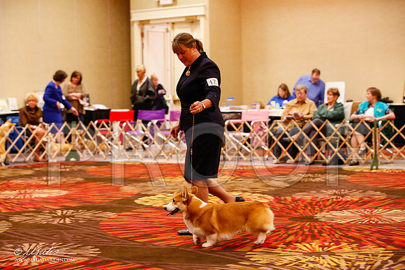 _JJ_8533-HstnCorgiFeb2015-HR3