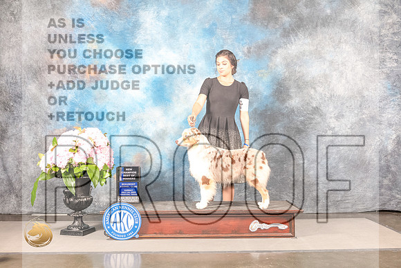 Australian Shepherd #32 SUN WB BOW NCH Judge Janet FinkAustralian Shepherd #32 SUN WB BOW NCH Judge Janet Fink_MJ_8049_Houston_2022_HR3_Houston_2022_HR3