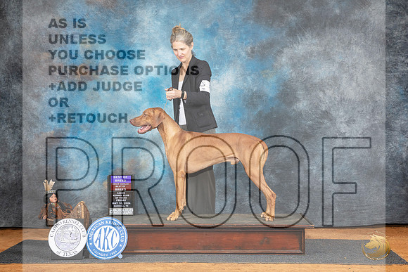 Rhodesian Ridgeback #5 Fri BOBOHBOB Judge Karen Hynek r__JP_7176_MARSHALL_2024_HR3