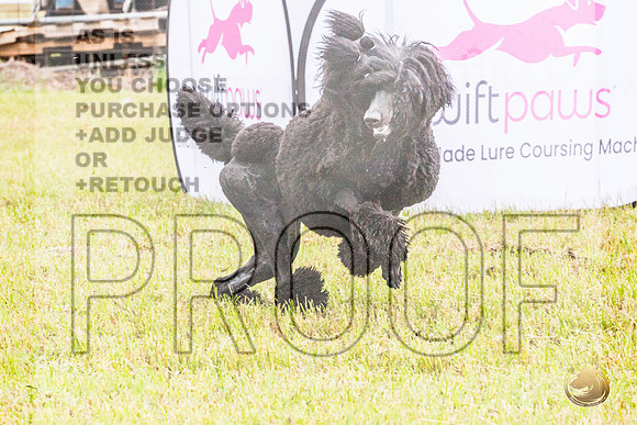 Poodle Std Misty Sat 4_JJL_1122_BatesvilleMS_2024_HR3