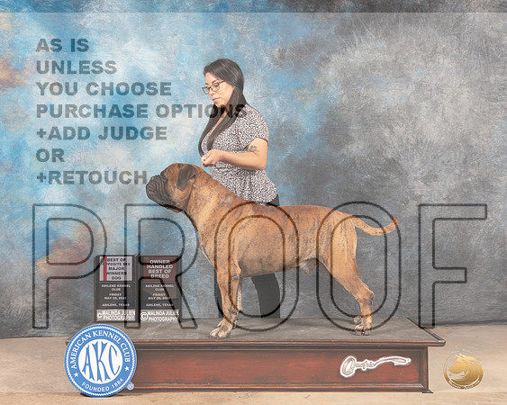 Bullmastiff #19 BOSWDOHBOB Judge Joan Liebes-MMJ_3232-Addison2022-HR3