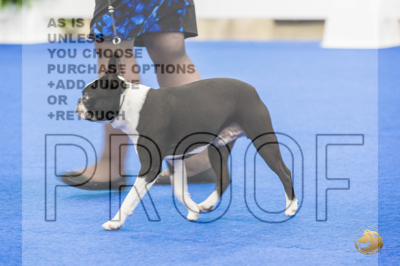 Boston Terrier #707 #974 Ring Fri_JJL_2109_Premier_2024_HR3