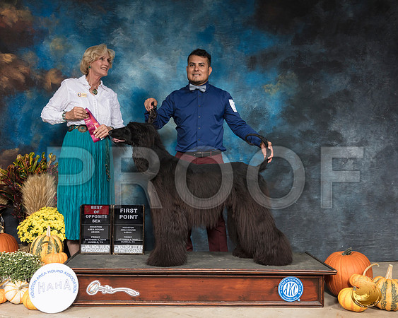Afghan Hound #10 BOS BOH Judge Patti Neal__SR_9741_Humble2019-HR3
