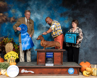 Dachshund Smooth #8 Fri G1 Judge Christopher Neal