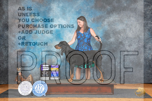 Black and Tan Coonhound #8 Fri BOB Judge Karen Hynek__JP_7096_MARSHALL_2024_HR3