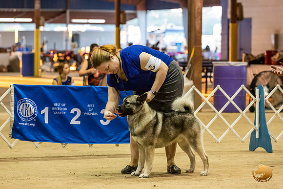 Norwegian Elkhound #9 Kim Fri Ring_JJL_2809_Humble2019-HR3