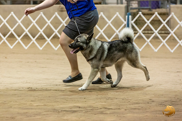Norwegian Elkhound #9 Kim Fri Ring_JJL_2813_Humble2019-HR3