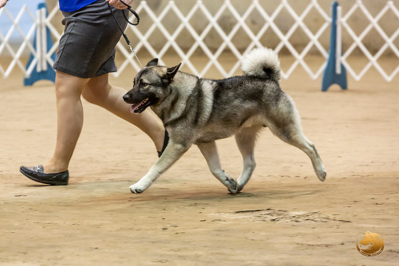 Norwegian Elkhound #9 Kim Fri Ring_JJL_2817_Humble2019-HR3
