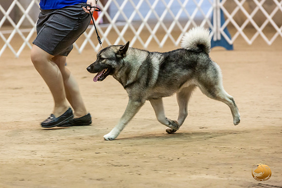 Norwegian Elkhound #9 Kim Fri Ring_JJL_2820_Humble2019-HR3
