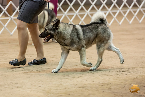Norwegian Elkhound #9 Kim Fri Ring_JJL_2824_Humble2019-HR3