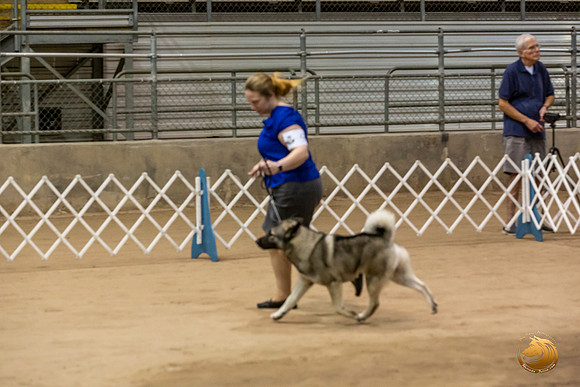 Norwegian Elkhound #9 Kim Fri Ring_JJL_2830_Humble2019-HR3