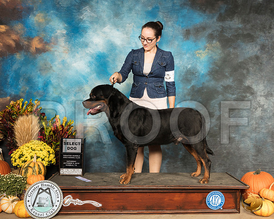 Rottweiler #15 Sat SD__SR_9809_Humble2019-HR3