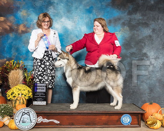 Alaskan Malamute #6 Sat WB Judge Patti Neale__SR_9831_Humble2019-HR3