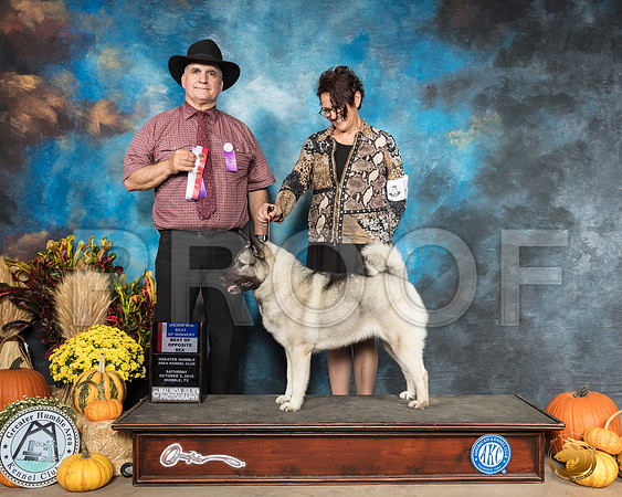 Norwegian Elkhound #12 Sat BOW BOS Judge Ronald Lukins__SR_9887_Humble2019-HR3