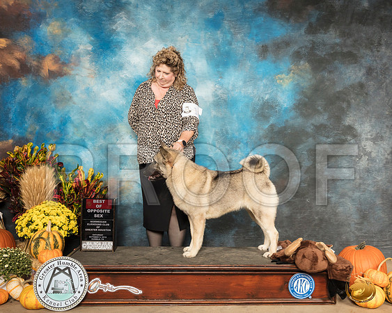 Norwegian Elkhound #14 Sat BOS Judge Dr Carol Moser__SR_9826_Humble2019-HR3