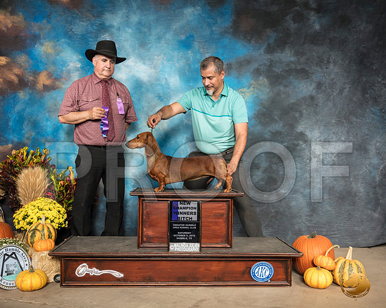 Dachshund Smooth #10 Sat WB NCh Judge Ronald Lukins__SR_9978_Humble2019-HR3