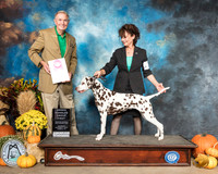 Dalmatian #8 Sat OHG1 Judge Joe Walton