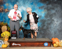Manchester Terrier #7 Sat G2 Judge Joe Walton