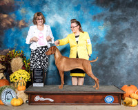 Vizsla #6 Sat OHG1 Judge Grace Fritz