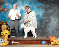 Bedlington Terrier #5 Sat G4 Judge Joe Walton