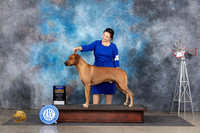 Rhodesian Ridgeback #17 Fri BOB Judge Pat Trotter