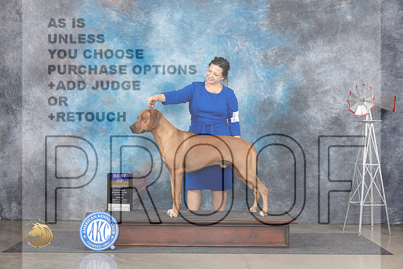 Rhodesian Ridgeback #17 Fri BOB Judge Pat Trotter__JP_6196_Amarillo_2024_HR3
