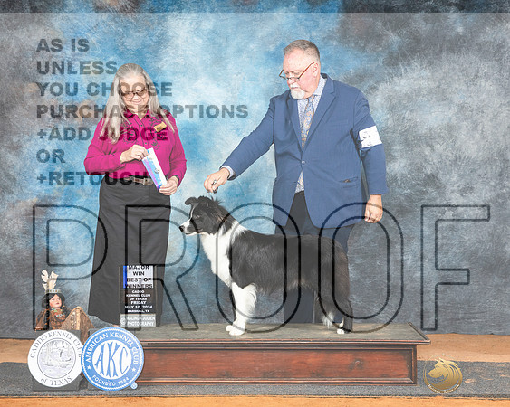 Border Collie #18 Fri BOWM Judge Denise Dean Jennifer Harper_JP_8473e_Marshall2024-HR3
