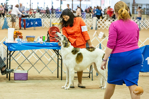 Borzoi #J510 Sat Rita Rice_JJL_3200_Humble2019-HR3