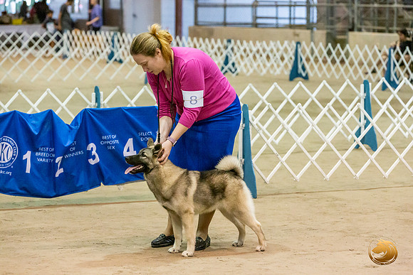 Norwegian Elkhound #8 Sat Kim_JJL_2911_Humble2019-HR3