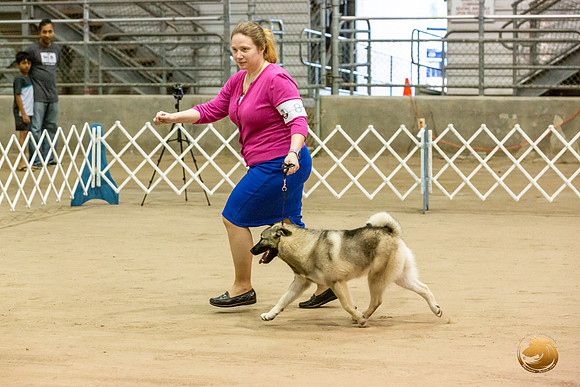 Norwegian Elkhound #8 Sat Kim_JJL_2933_Humble2019-HR3