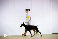 Best in Multi-Breed Show Sat Ring S1