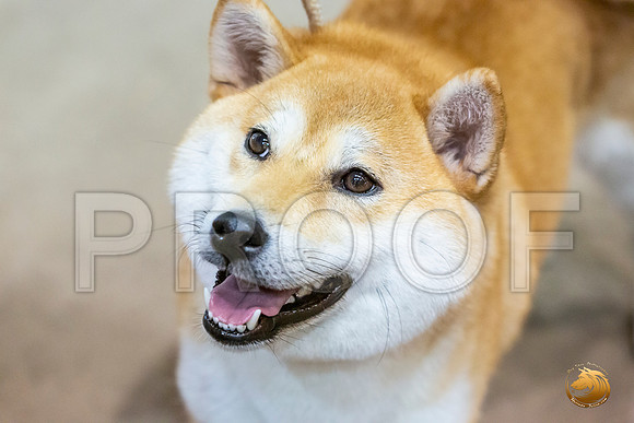 Shiba #8 Sat Group_JJL_3081_Humble2019-HR3