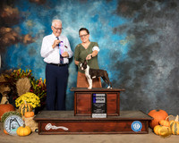 Boston Terrier #10 Sun WB Judge Johnny Shoemaker