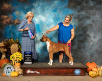 Boxer #26 Sun BOW Judge Patti Neale